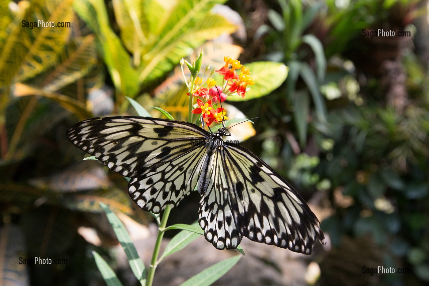 PAPILLONS DES SERRES DE SPITTELBERG, VIENNE, CENTRE VILLE, AUTRICHE 