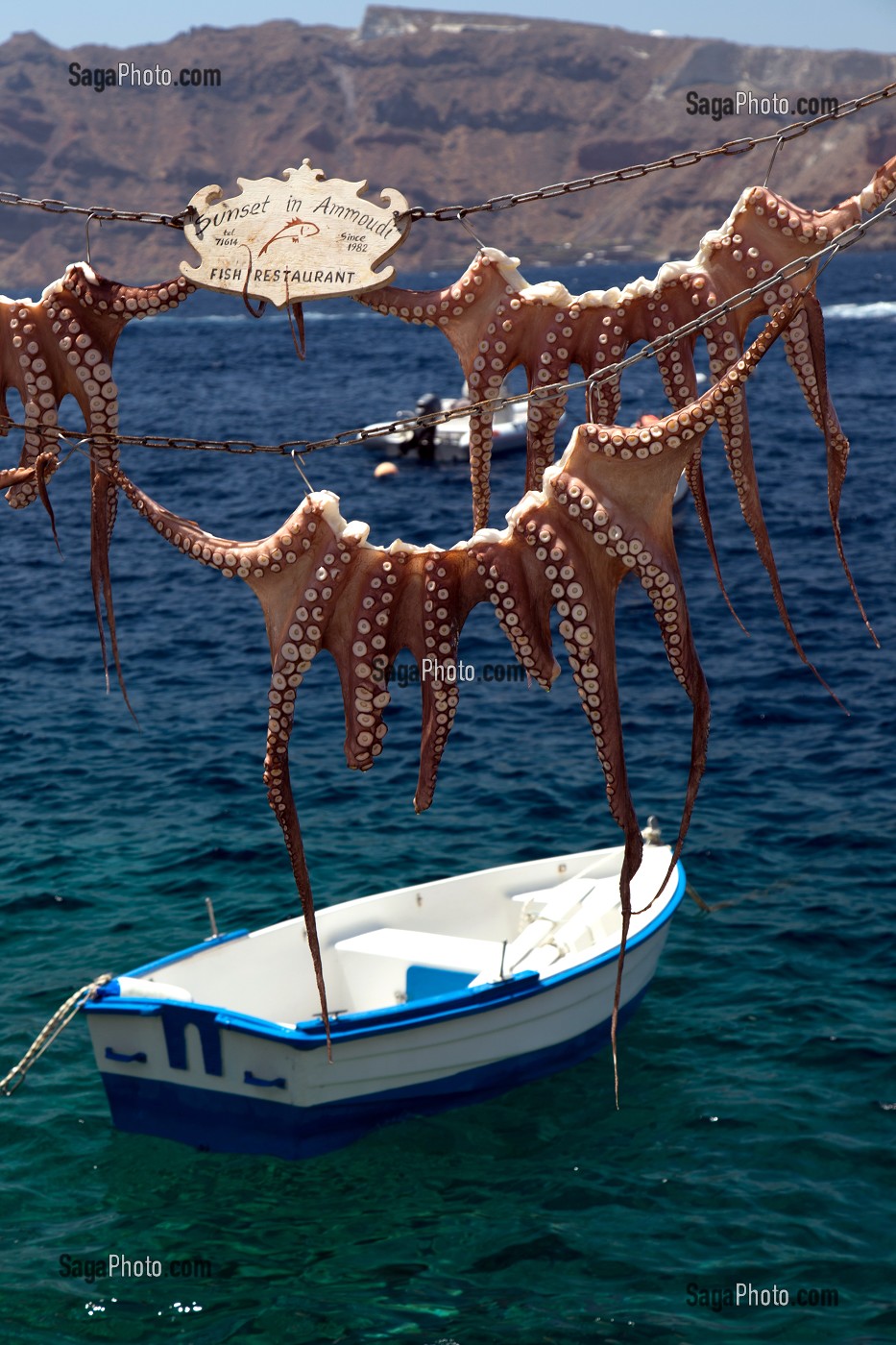 OIA, LE CALAMAR EN DEMONSTRATION FLOTTE AU BORD DE L'EAU AVANT D'ETRE PREPARE POUR LA CUISSON TRADITIONNELLE, SANTORIN, ILE GRECQUE, RANDONNEE TYPIQUE ET ROMANTIQUE, GRECE 