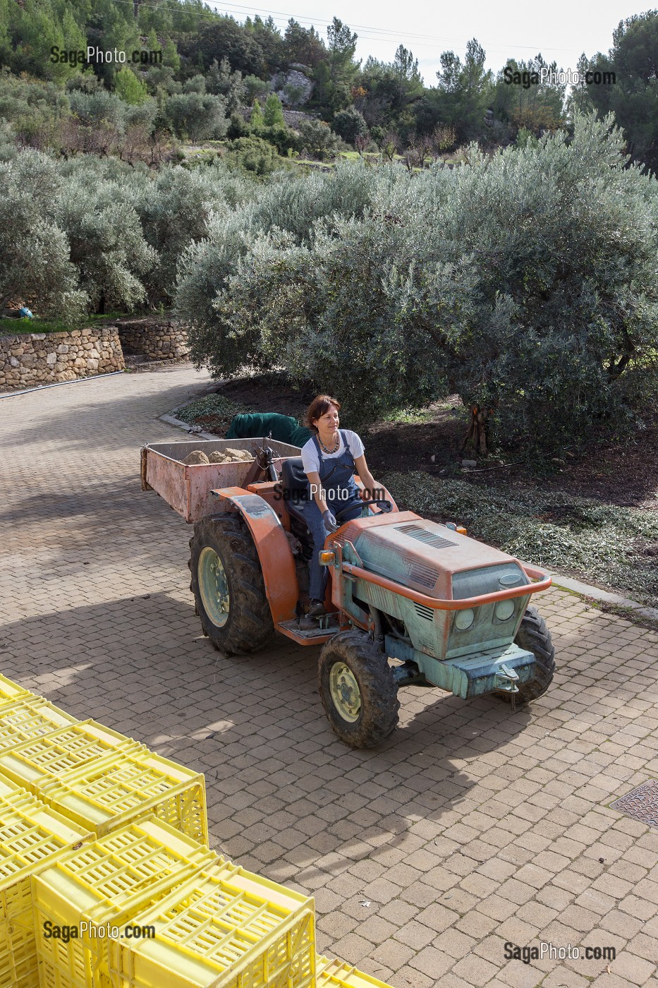 BALADE INSOLITE SUR LES TERRASSES EN PIERRES SECHES ET DE BORIES AU MOULIN DU MAS DES BORIES, DOMAINE OLEICOLE, CHEMIN DE LA COUSTADE, (13) SALON-DE-PROVENCE, REGION SUD, PROVENCE ALPES COTES D'AZUR, FRANCE 