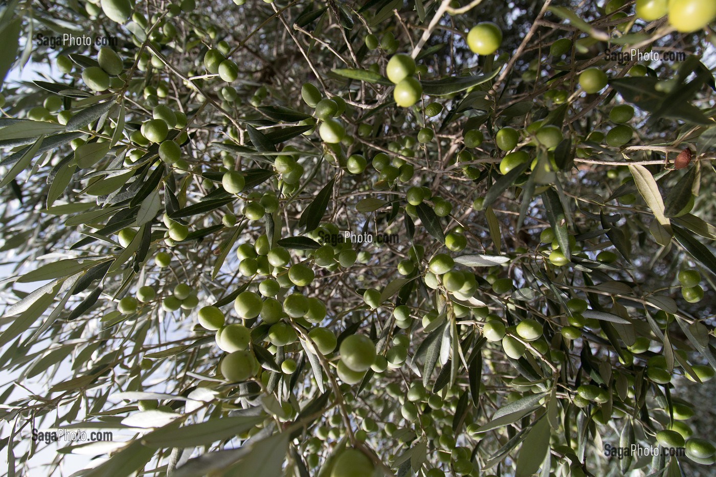 NUAGES D'OLIVES. BALADE INSOLITE SUR LES TERRASSES EN PIERRES SECHES ET DE BORIES AU MOULIN DU MAS DES BORIES, DOMAINE OLEICOLE, CHEMIN DE LA COUSTADE, (13) SALON-DE-PROVENCE, REGION SUD, PROVENCE ALPES COTES D'AZUR, FRANCE 