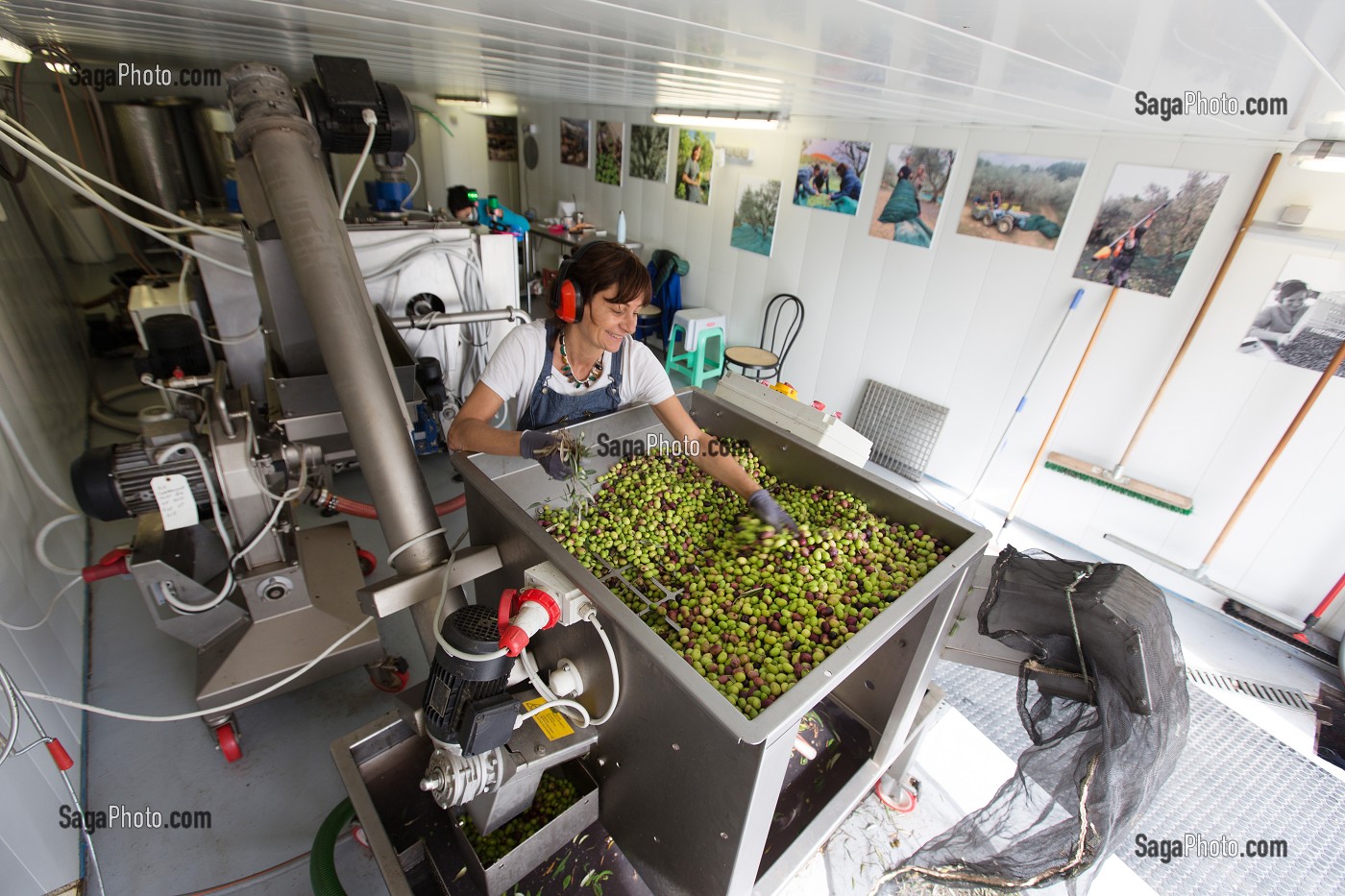 EFFEUILLAGE DES OLIVES AVANT LE BROYAGE AU MOULIN DU MAS DES BORIES, DOMAINE OLEICOLE, CHEMIN DE LA COUSTADE, (13) SALON-DE-PROVENCE, REGION SUD, PROVENCE ALPES COTES D'AZUR, FRANCE 