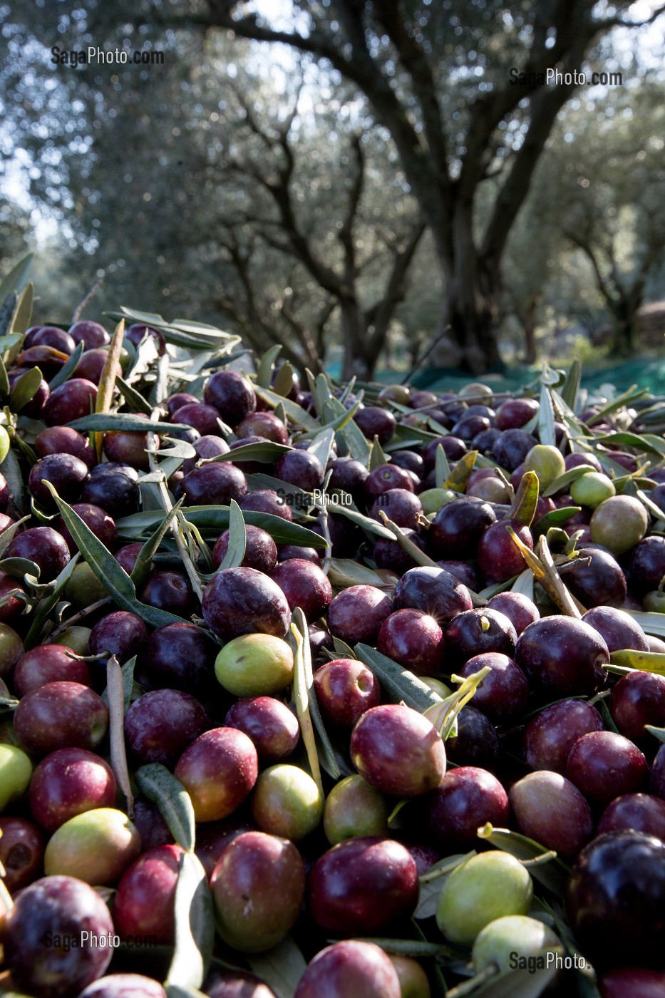 RECOLTES D'OLIVES, BALADE INSOLITE SUR LES TERRASSES EN PIERRES SECHES ET DE BORIES AU MOULIN DU MAS DES BORIES, DOMAINE OLEICOLE, CHEMIN DE LA COUSTADE, (13) SALON-DE-PROVENCE, REGION SUD, PROVENCE ALPES COTES D'AZUR, FRANCE 