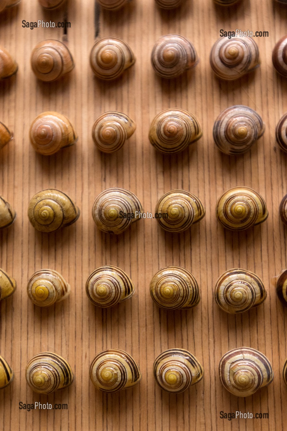 MUSEUM ET DECORATION CONTEMPORAINE DE L'AQUARIUM DE LA CITADELLE DE BESANCON, PLANCHE D'ESCARGOTS, BESANCON, (25) DOUBS, REGION BOURGOGNE-FRANCHE-COMTE, FRANCE 