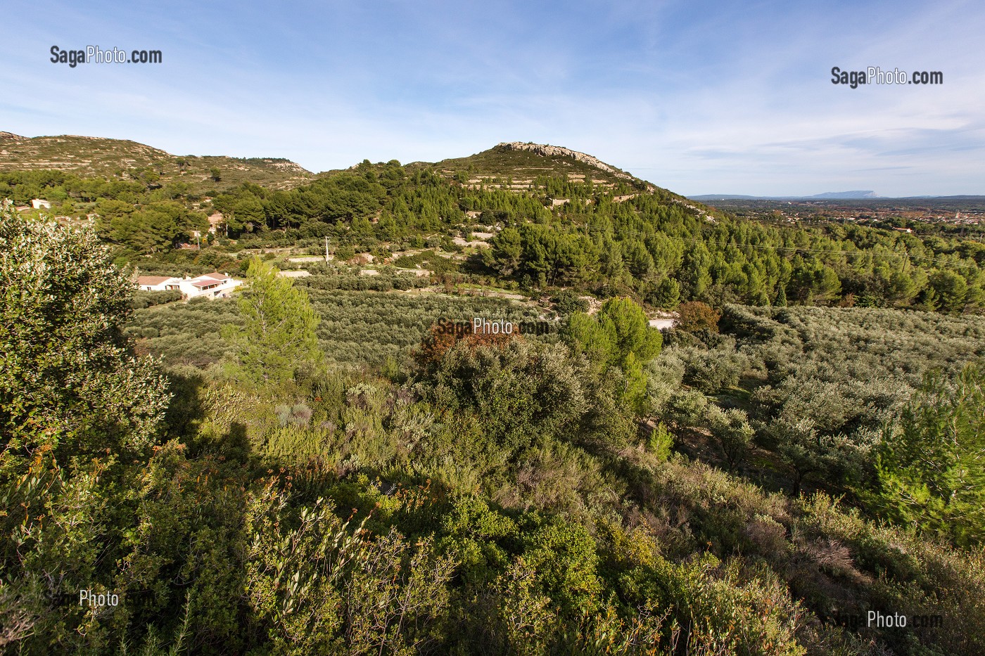 DOMAINE OLEICOLE, CHEMIN DE LA COUSTADE AVECLA SAINTE VICTOIRE ET PELISSANE, (13) SALON-DE-PROVENCE, REGION SUD, PROVENCE ALPES COTES D'AZUR, FRANCE 