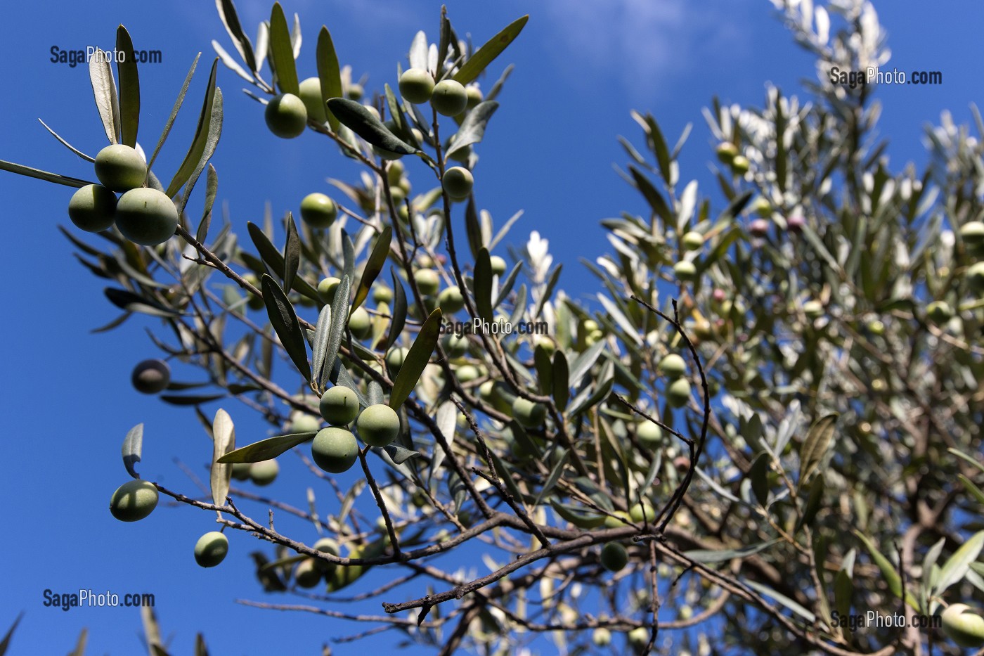 GROS PLAN D'OLIVES, BALADE INSOLITE SUR LES TERRASSES EN PIERRES SECHES ET DE BORIES AU MOULIN DU MAS DES BORIES, DOMAINE OLEICOLE, CHEMIN DE LA COUSTADE, (13) SALON-DE-PROVENCE, REGION SUD, PROVENCE ALPES COTES D'AZUR, FRANCE 