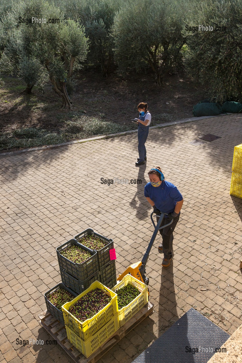 BALADE INSOLITE SUR LES TERRASSES EN PIERRES SECHES ET DE BORIES AU MOULIN DU MAS DES BORIES, DOMAINE OLEICOLE, CHEMIN DE LA COUSTADE, (13) SALON-DE-PROVENCE, REGION SUD, PROVENCE ALPES COTES D'AZUR, FRANCE 