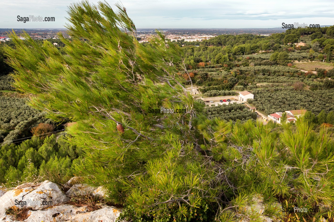 BALADE INSOLITE SUR LES TERRASSES EN PIERRES SECHES ET DE BORIES AU MOULIN DU MAS DES BORIES, DOMAINE OLEICOLE, CHEMIN DE LA COUSTADE, (13) SALON-DE-PROVENCE, REGION SUD, PROVENCE ALPES COTES D'AZUR, FRANCE 