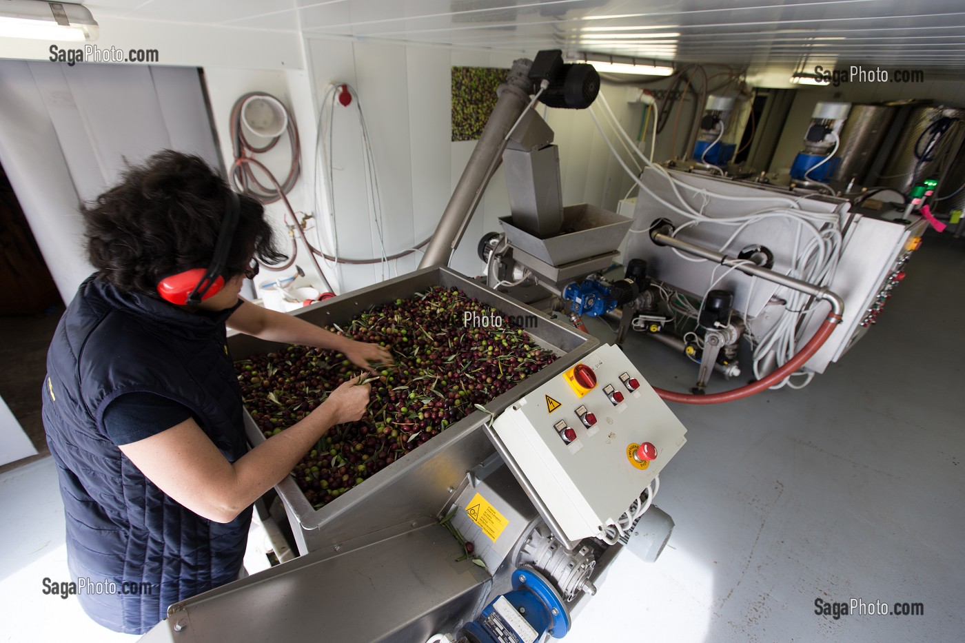 EFFEUILLAGE DES OLIVES AVANT LE BROYAGE AU MOULIN DU MAS DES BORIES, DOMAINE OLEICOLE, CHEMIN DE LA COUSTADE, (13) SALON-DE-PROVENCE, REGION SUD, PROVENCE ALPES COTES D'AZUR, FRANCE 