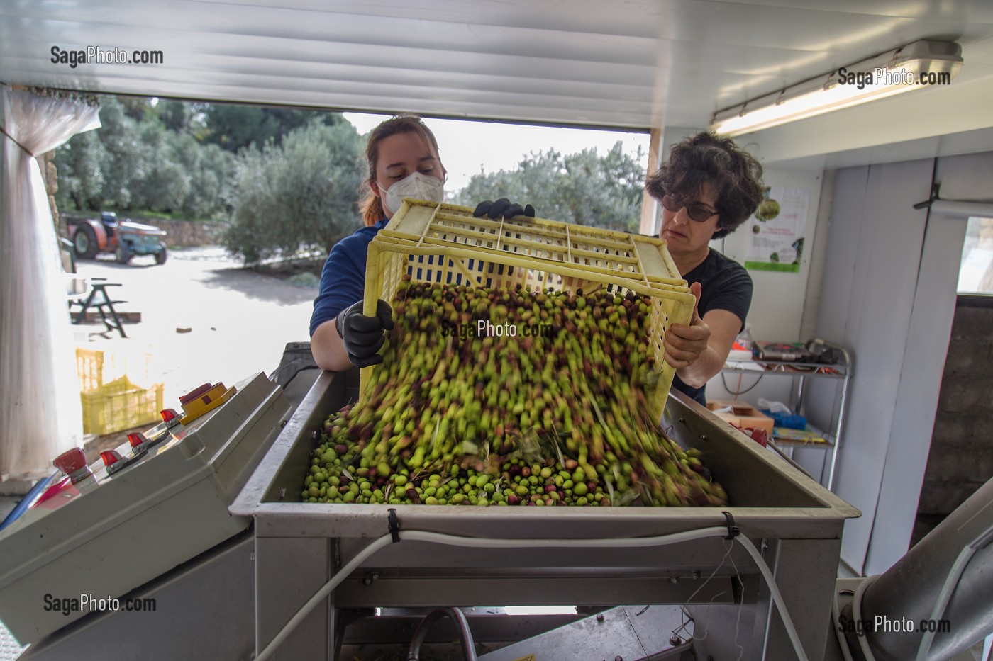 DEPOSE DES OLIVES POUR PREPARER L'EFFEUILLAGE AU MOULIN OLEICOLE, DOMAINE OLEICOLE, CHEMIN DE LA COUSTADE, (SALON-DE-PROVENCE, PROVENCE ALPES COTES D'AZUR, FRANCE 