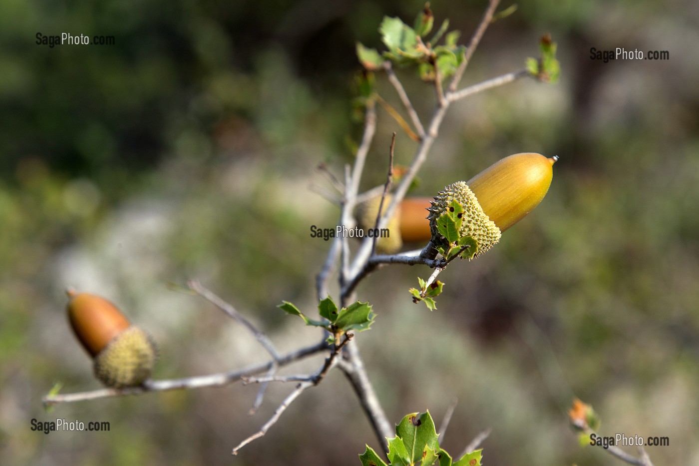 GLAND DE CHENE DES GARRIGUE, BALADE INSOLITE SUR LES TERRASSES EN PIERRES SECHES ET DE BORIES AU MOULIN DU MAS DES BORIES, DOMAINE OLEICOLE, CHEMIN DE LA COUSTADE, (13) SALON-DE-PROVENCE, REGION SUD, PROVENCE ALPES COTES D'AZUR, FRANCE 