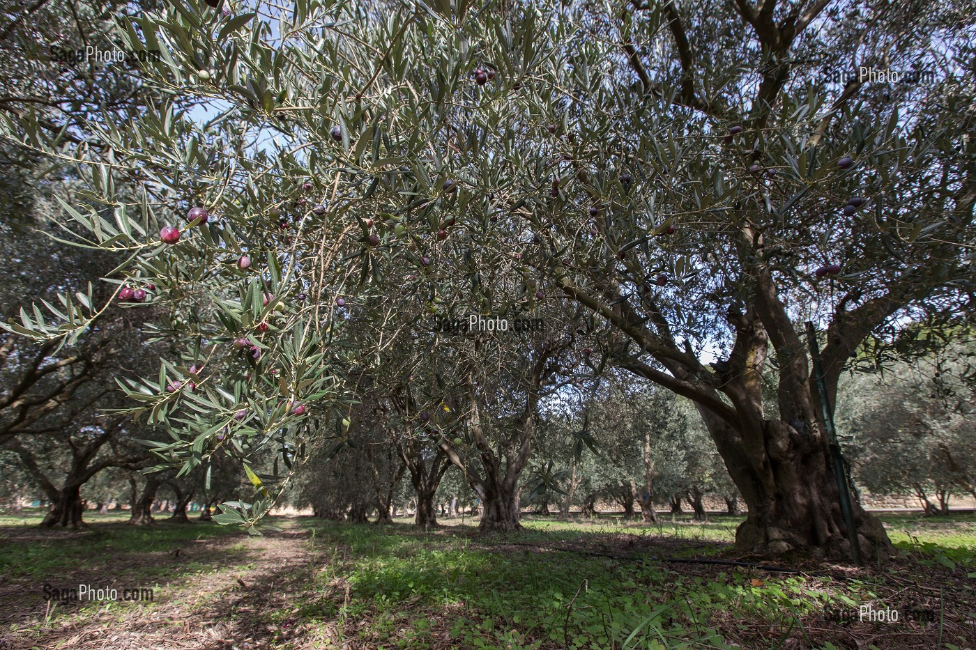 OLIVERAIE DU MAS DES BORIES, BALADE INSOLITE SUR LES TERRASSES EN PIERRES SECHES ET DE BORIES AU MOULIN DU MAS DES BORIES, DOMAINE OLEICOLE, CHEMIN DE LA COUSTADE, (13) SALON-DE-PROVENCE, REGION SUD, PROVENCE ALPES COTES D'AZUR, FRANCE 