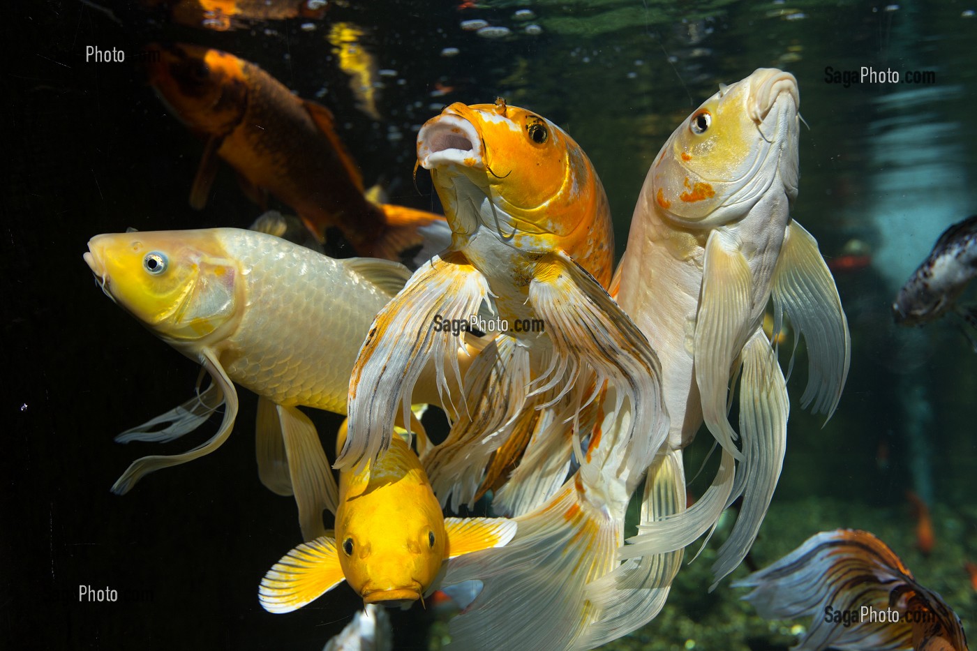 AQUARIUM DE LA CITADELLE DE BESANCON, CARPES KOI ET CARPES CUIRS, BESANCON, (25) DOUBS, REGION BOURGOGNE-FRANCHE-COMTE, FRANCE 