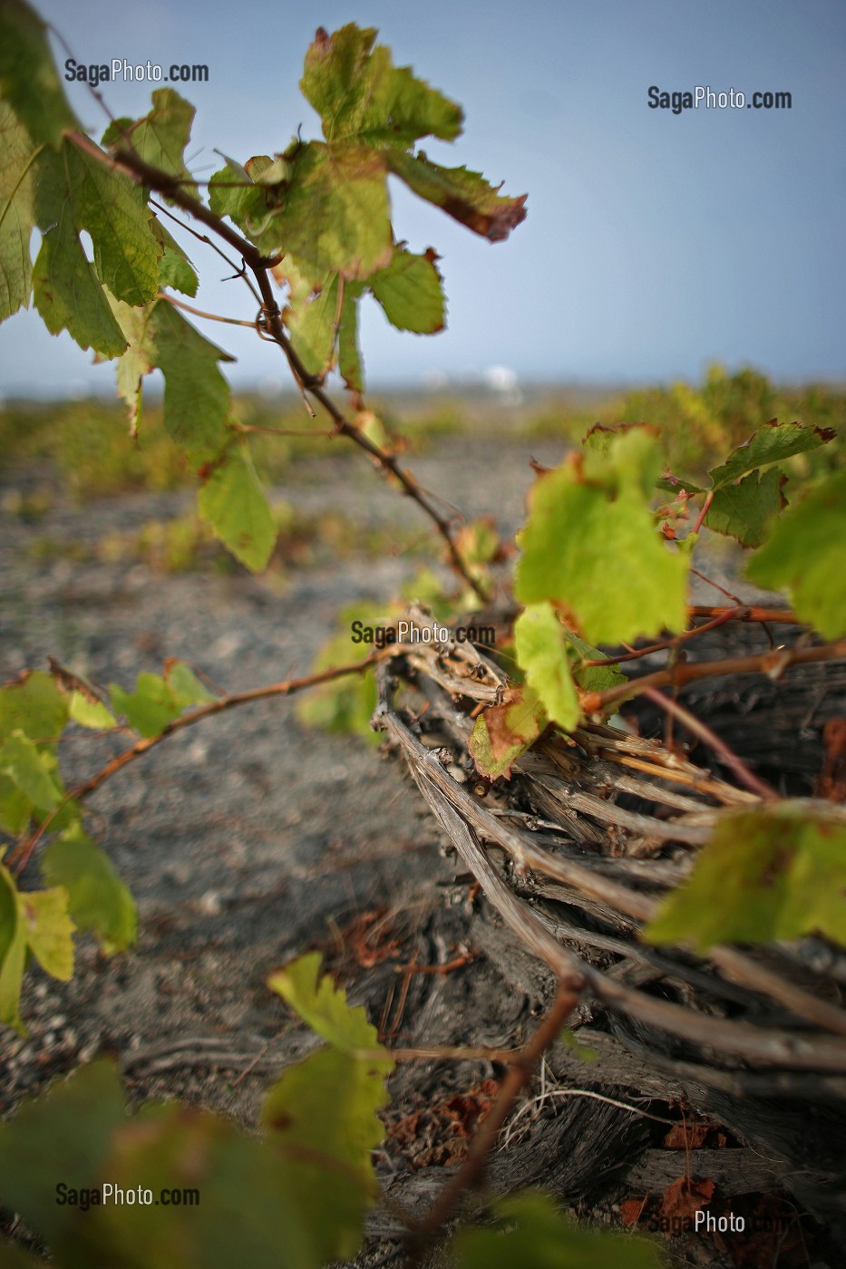 VIGNOBLE DE L'ILE DE SANTORIN, GRECE, EUROPE 