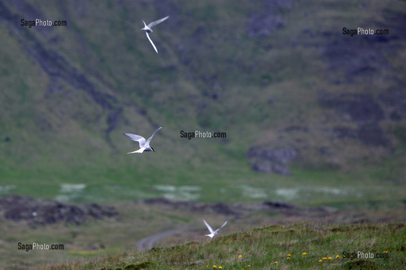 VOL DE STERNES ARCTIQUES OU STERNA PARADISAEA, ISLANDE, EUROPE 