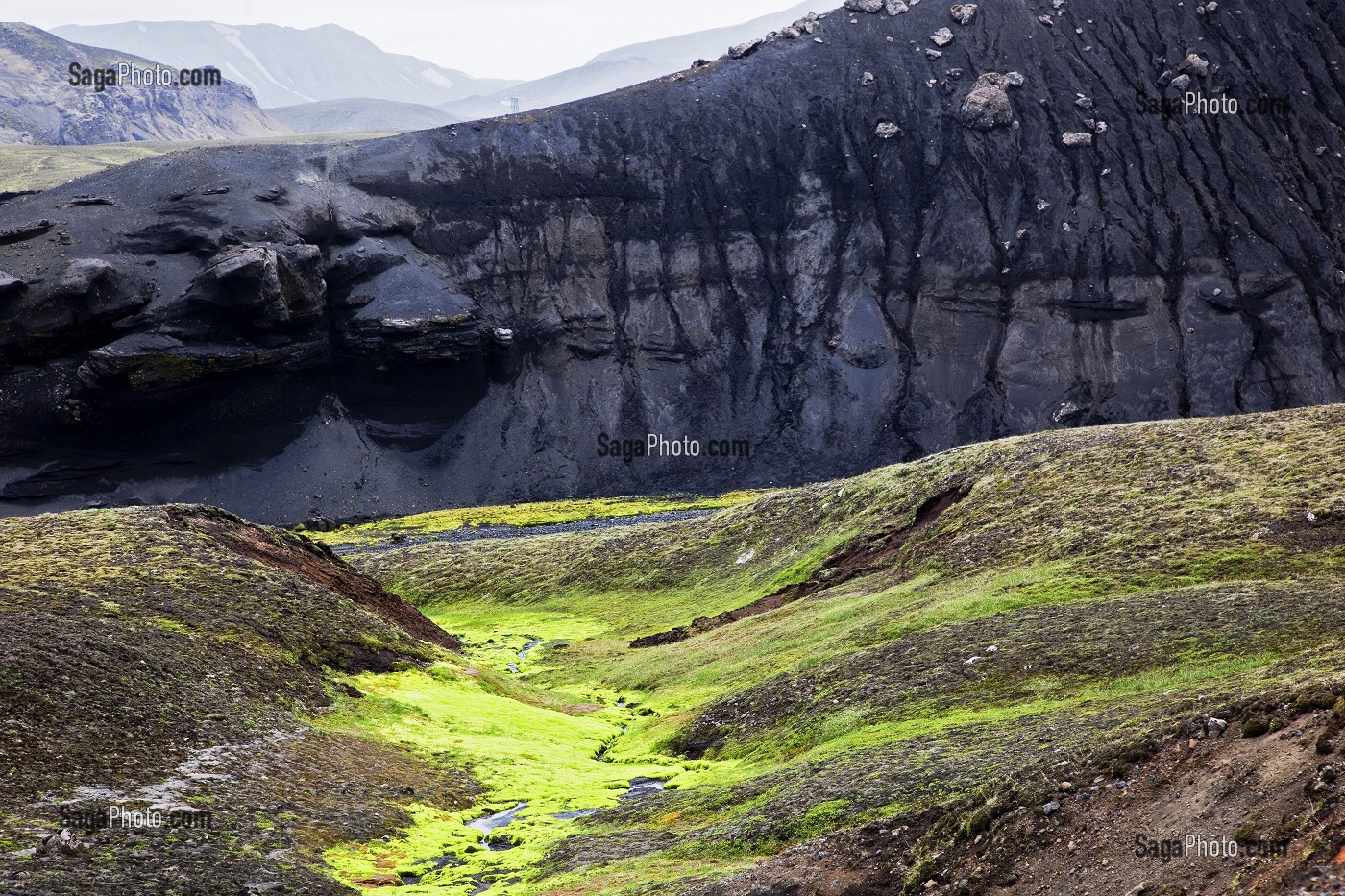 MOUSSE VERTE PHILONOTIS FONTANA, FAILLE DE L'ELDGJA, HAUTES TERRES D’ISLANDE, EUROPE 