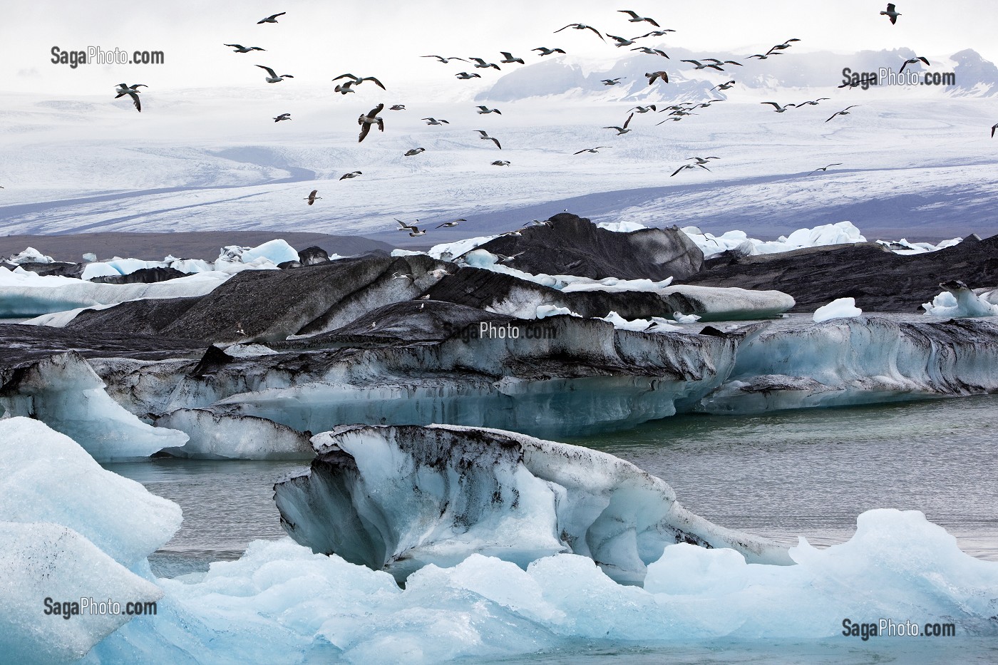 VOL DE MOUETTES AU DESSUS DES ICEBERGS DU LAC JOKULSARLON, PROLONGEMENT DU GLACIER VATNAJOKULL OU GLACIER DES EAUX, LA PLUS GRANDE CALOTTE GLACIAIRE D'ISLANDE, VOIRE D'EUROPE 