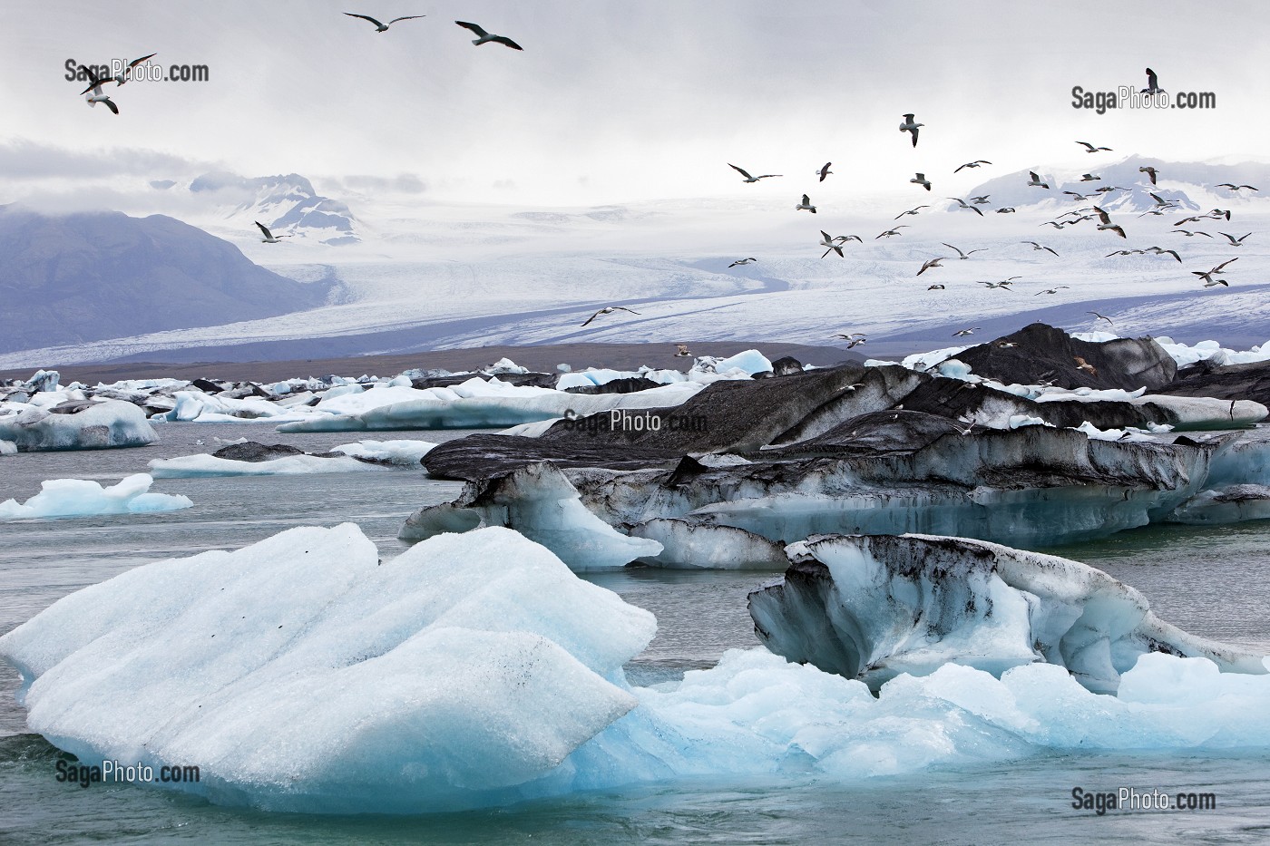 VOL DE MOUETTES AU DESSUS DES ICEBERGS DU LAC JOKULSARLON, PROLONGEMENT DU GLACIER VATNAJOKULL OU GLACIER DES EAUX, LA PLUS GRANDE CALOTTE GLACIAIRE D'ISLANDE, VOIRE D'EUROPE 