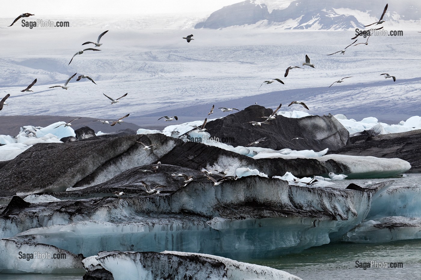 VOL DE MOUETTES AU DESSUS DES ICEBERGS DU LAC JOKULSARLON, PROLONGEMENT DU GLACIER VATNAJOKULL OU GLACIER DES EAUX, LA PLUS GRANDE CALOTTE GLACIAIRE D'ISLANDE, VOIRE D'EUROPE 