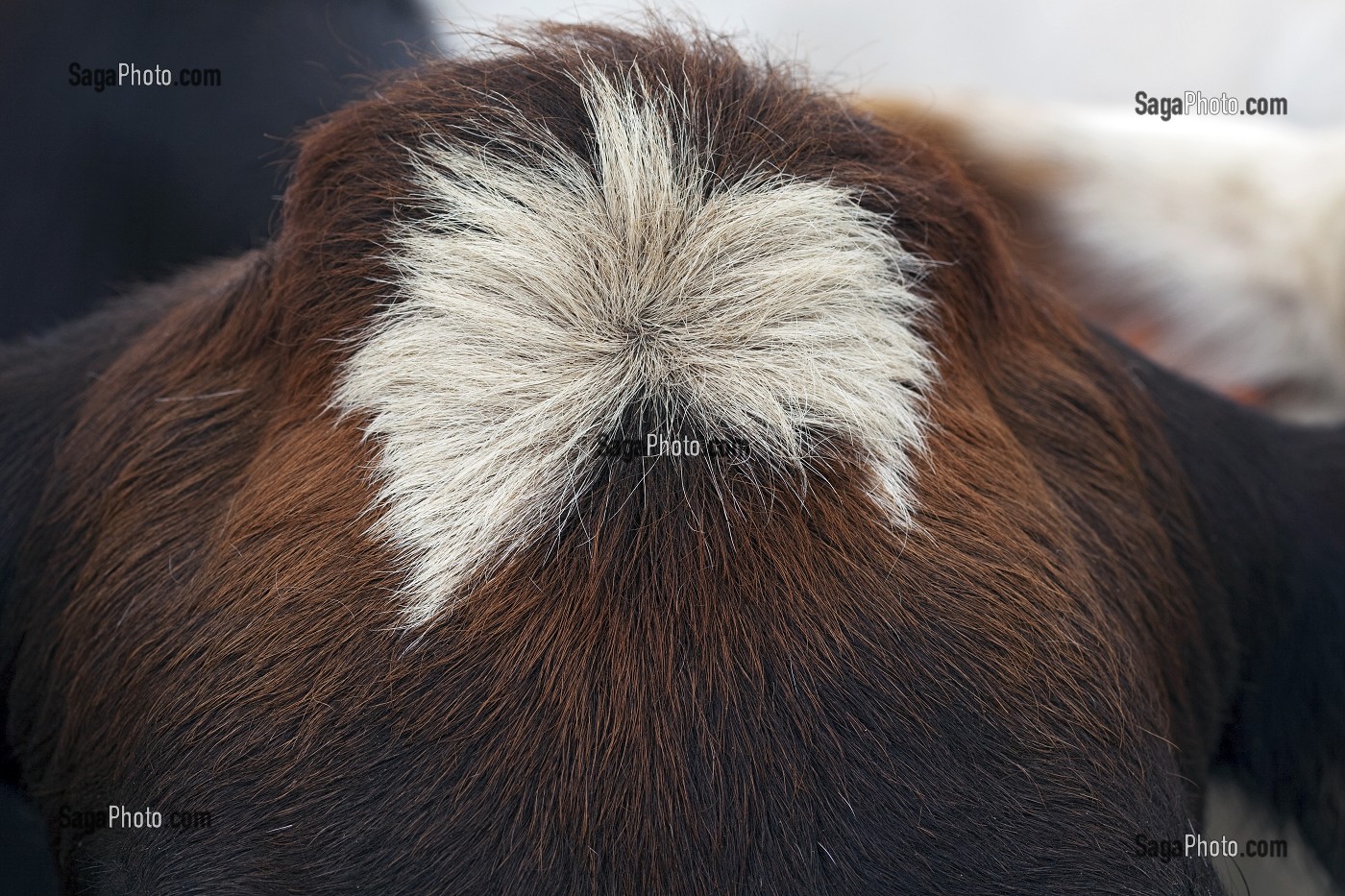 CHIGNON, TETE D'UNE VACHE DE RACE ISLANDAISE, DANS UN PRE AUX ENVIRONS D'AKUREYRI, NORD DE L’ISLANDE, EUROPE 
