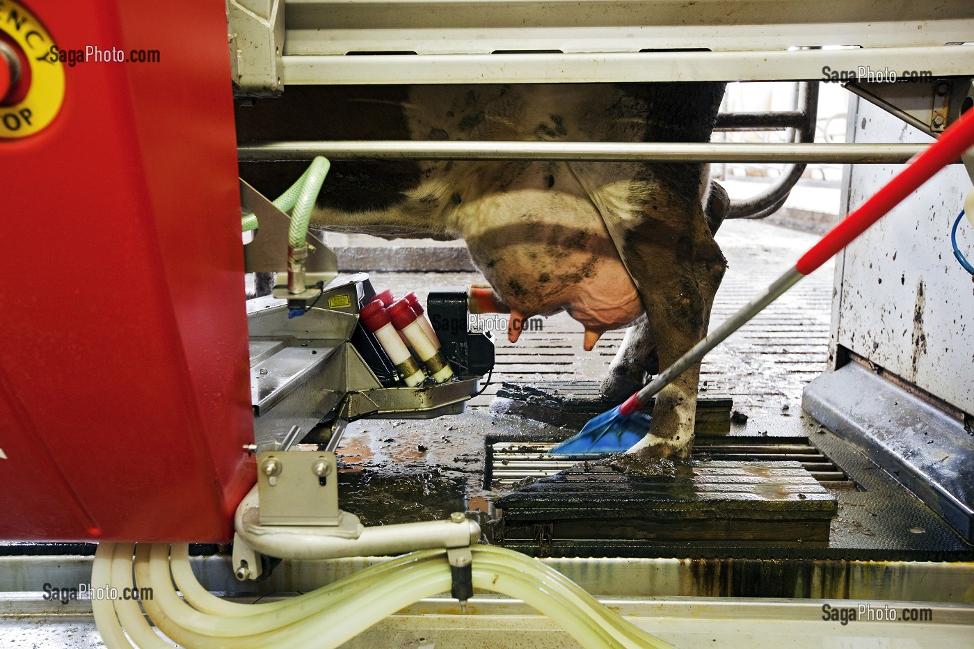 ROBOT DE TRAITE POUR DES VACHES DE RACE ISLANDAISE, FERME DES ENVIRONS D'AKUREYRI, NORD DE L’ISLANDE, EUROPE 