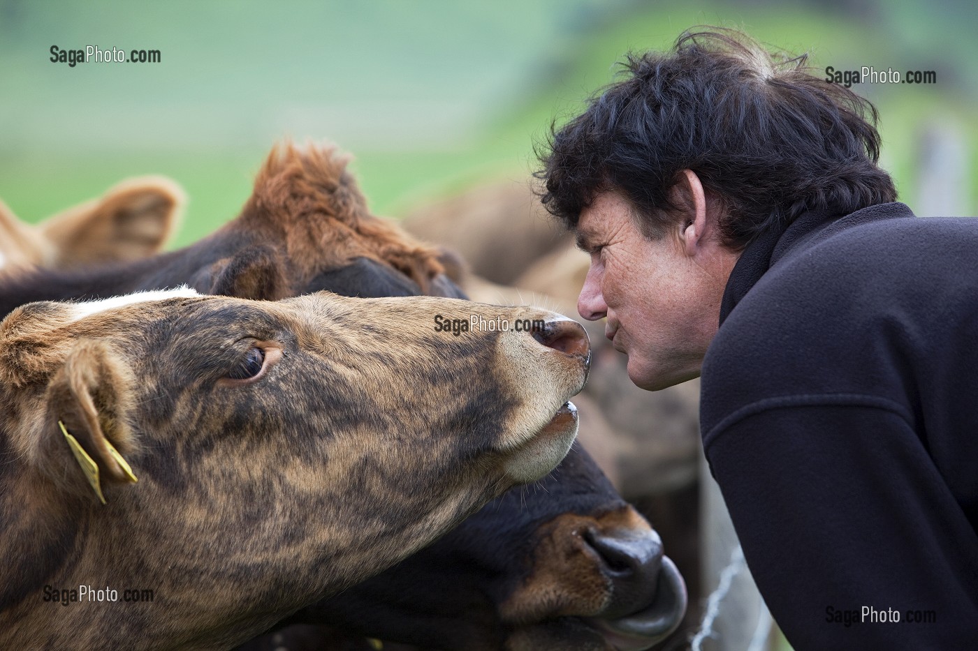 HOMME ISLANDAIS EMBRASSANT UNE VACHE DE RACE ISLANDAISE, COTE SUD DE L'ISLANDE, EUROPE 