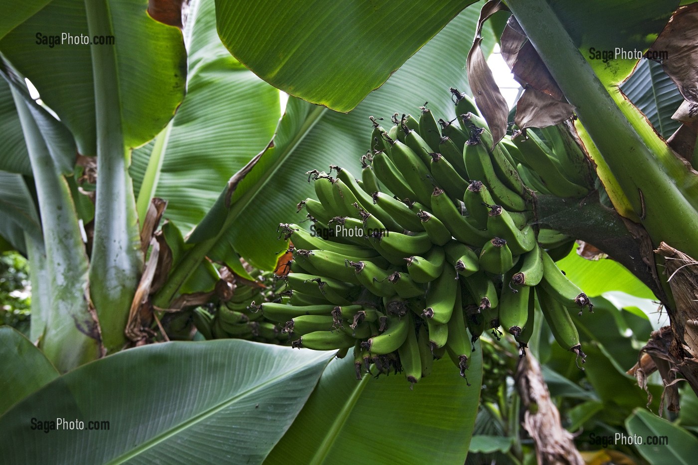 SERRE CHAUFFEE PAR UN SYSTEME GEOTHERMIQUE ABRITANT UNE CULTURE DE BANANES, HVERAGERDI, SUD OUEST DE L'ISLANDE, EUROPE 