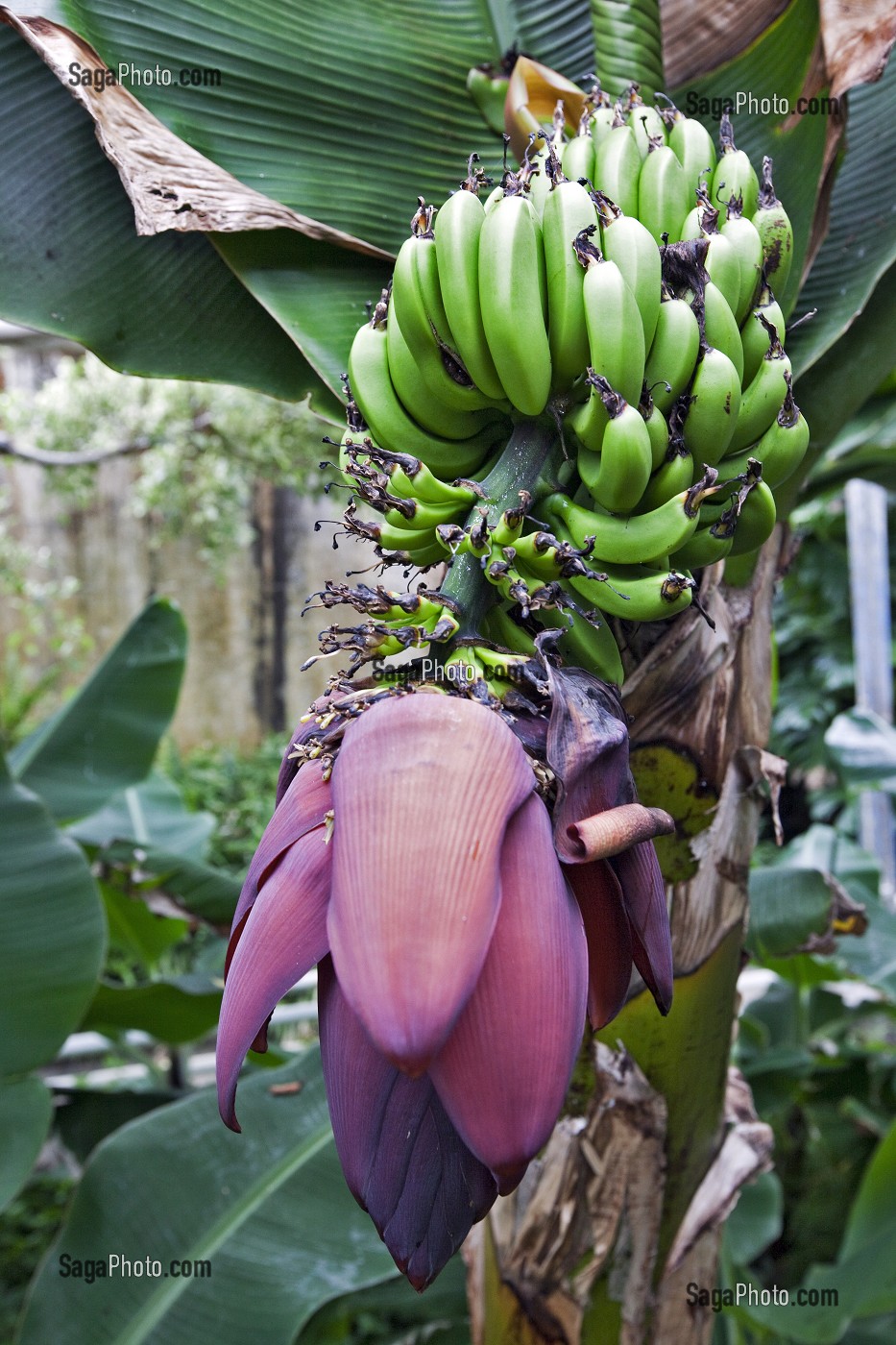 SERRE CHAUFFEE PAR UN SYSTEME GEOTHERMIQUE ABRITANT UNE CULTURE DE BANANES, HVERAGERDI, SUD OUEST DE L'ISLANDE, EUROPE 