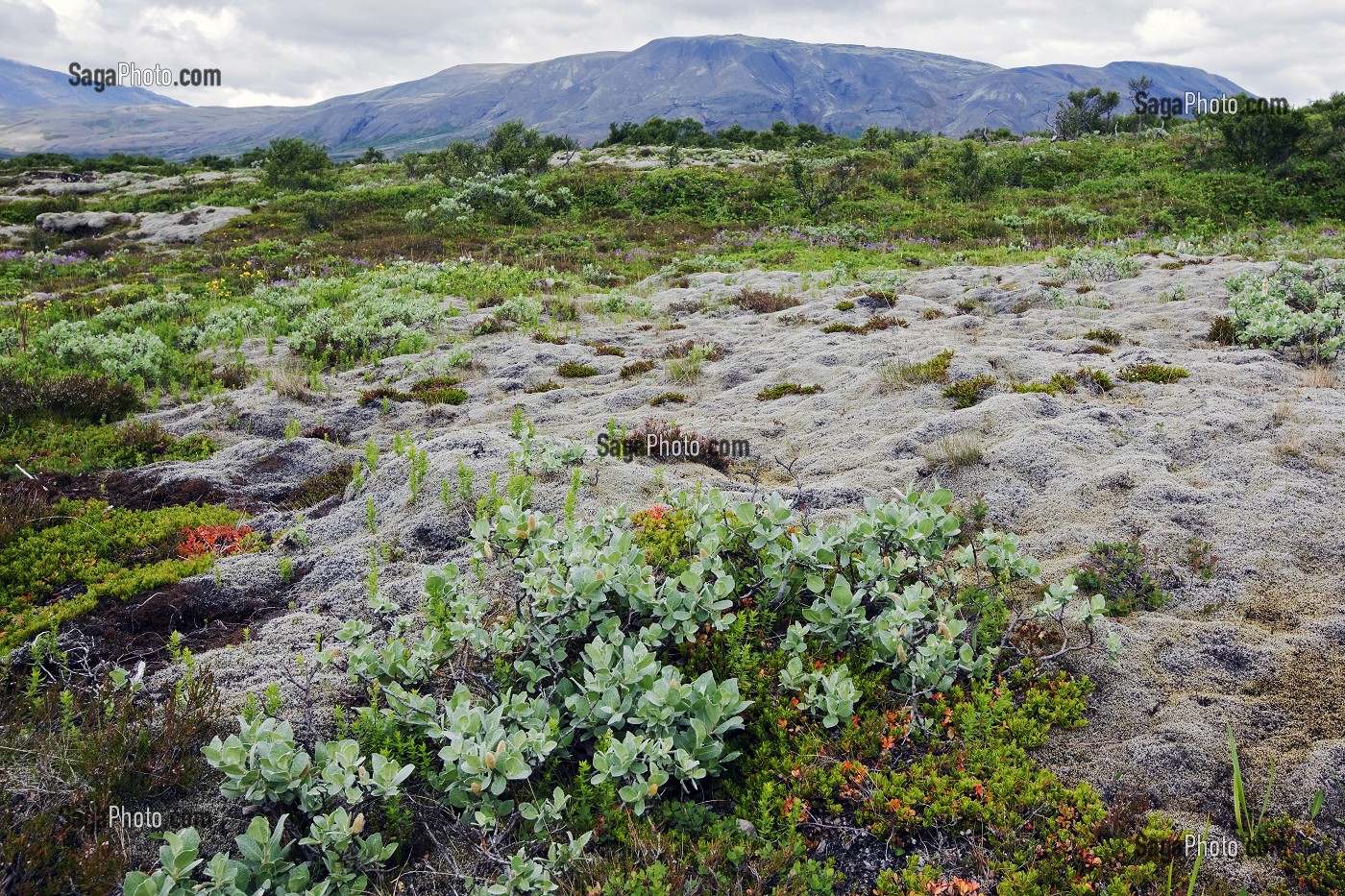 PARC NATIONAL DE THINGVELLIR, SITUE PRES D'HVERAGERDI, HAUT-LIEU DE L'HISTOIRE ISLANDAISE AVEC UN DES PLUS VIEUX PARLEMENTS (ALTHING) AU MONDE FONDE EN 930, ISLANDE, EUROPE 