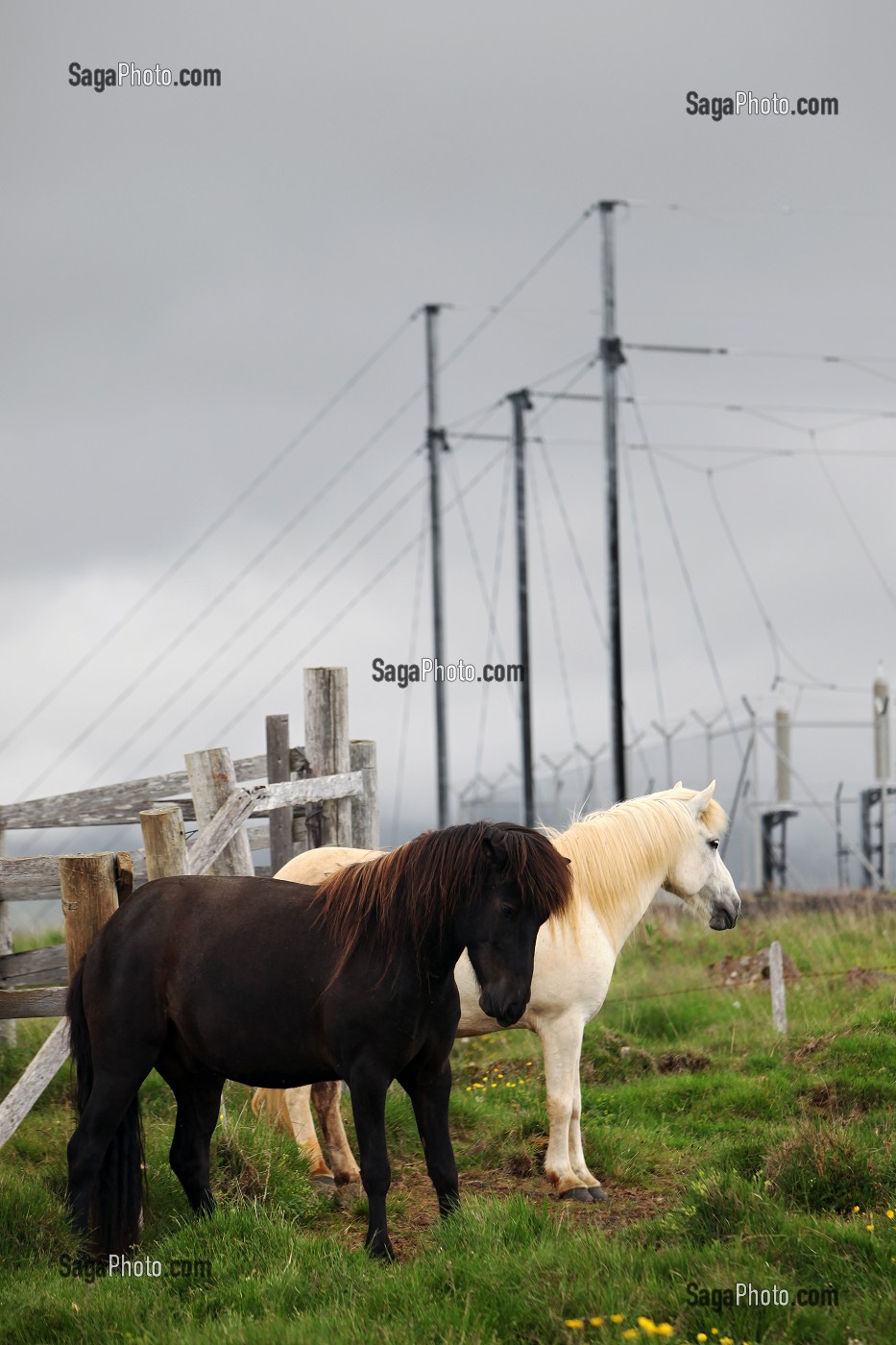 CHEVAUX ISLANDAIS, PRES DE MOSFELLSBAER, OUEST DE L'ISLANDE, EUROPE 