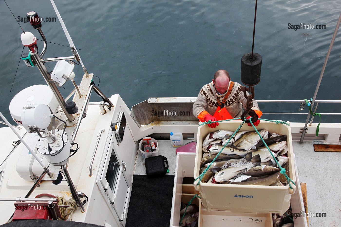 DECHARGEMENT DE MORUES OU CABILLAUDS PAR UN PECHEUR ISLANDAIS, ARRIVEE D'UN BATEAU DE PECHE DANS LE PORT DE REYKJAVIK, ISLANDE, EUROPE 