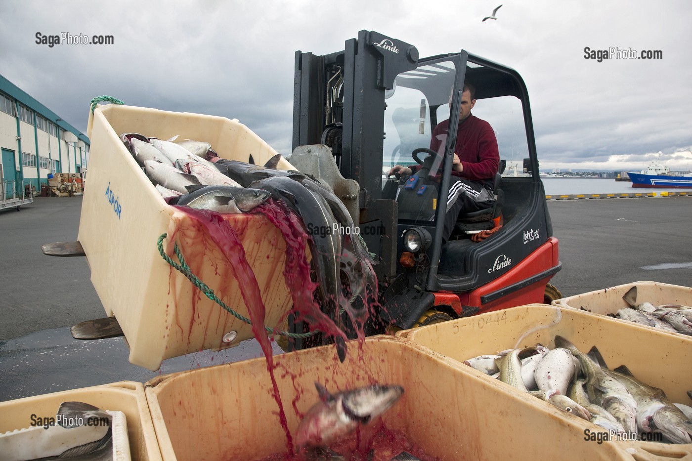 DECHARGEMENT DE MORUES OU CABILLAUDS D'UN BATEAU DE PECHE ISLANDAIS DANS LE PORT DE REYKJAVIK, ISLANDE, EUROPE 