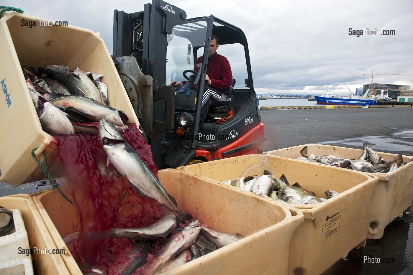 DECHARGEMENT DE MORUES OU CABILLAUDS D'UN BATEAU DE PECHE ISLANDAIS DANS LE PORT DE REYKJAVIK, ISLANDE, EUROPE 