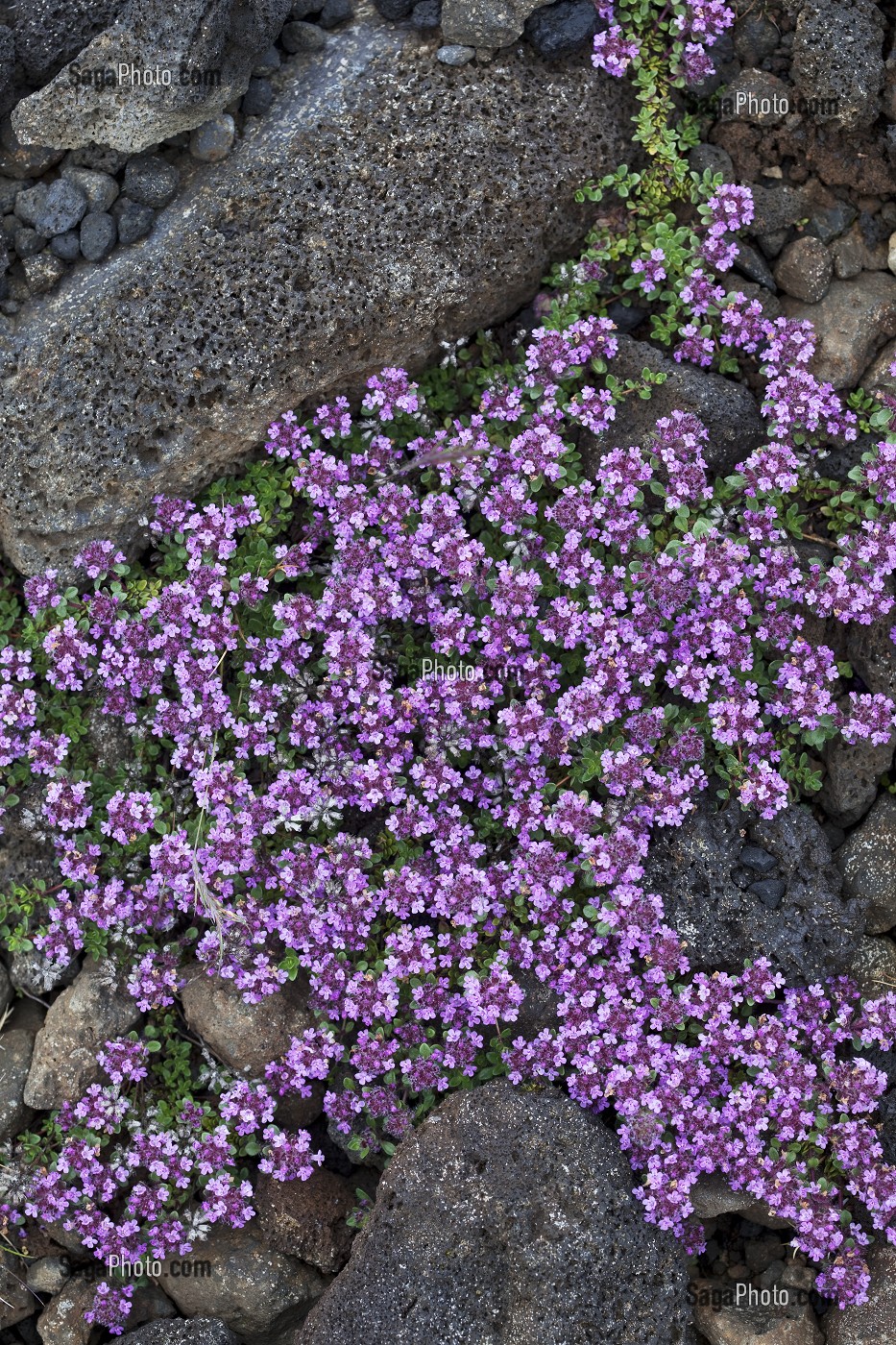 ROCHE VOLCANIQUE RECOUVERTE DE SILENES, SUD OUEST DE L'ISLANDE, EUROPE 