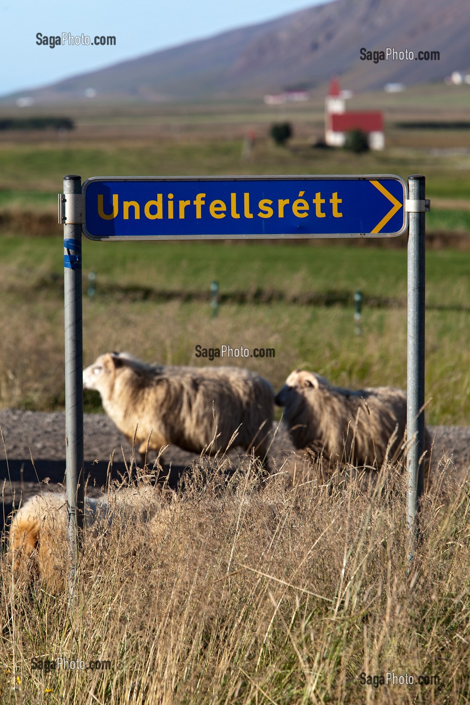MOUTON ISLANDAIS ET SA LAINE, ISLANDE, EUROPE 
