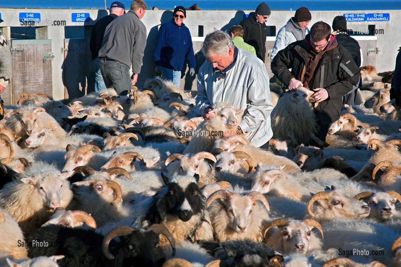 MOUTON ISLANDAIS ET SA LAINE, ISLANDE, EUROPE 