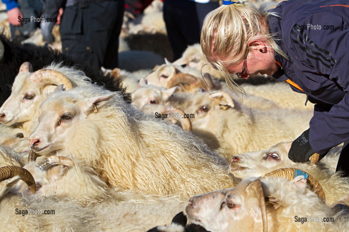 MOUTON ISLANDAIS ET SA LAINE, ISLANDE, EUROPE 