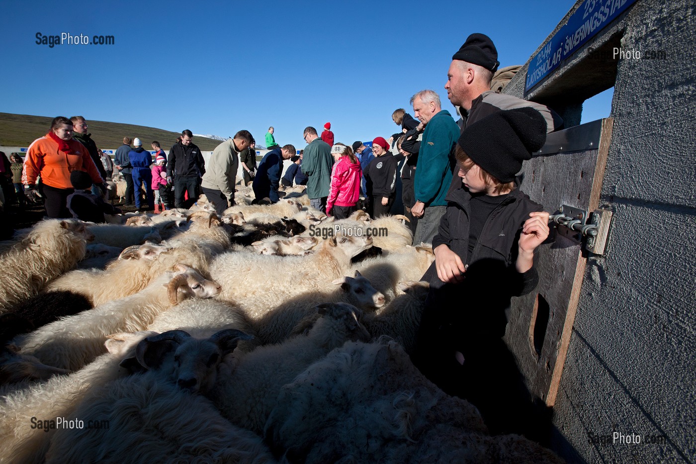 MOUTON ISLANDAIS ET SA LAINE, ISLANDE, EUROPE 