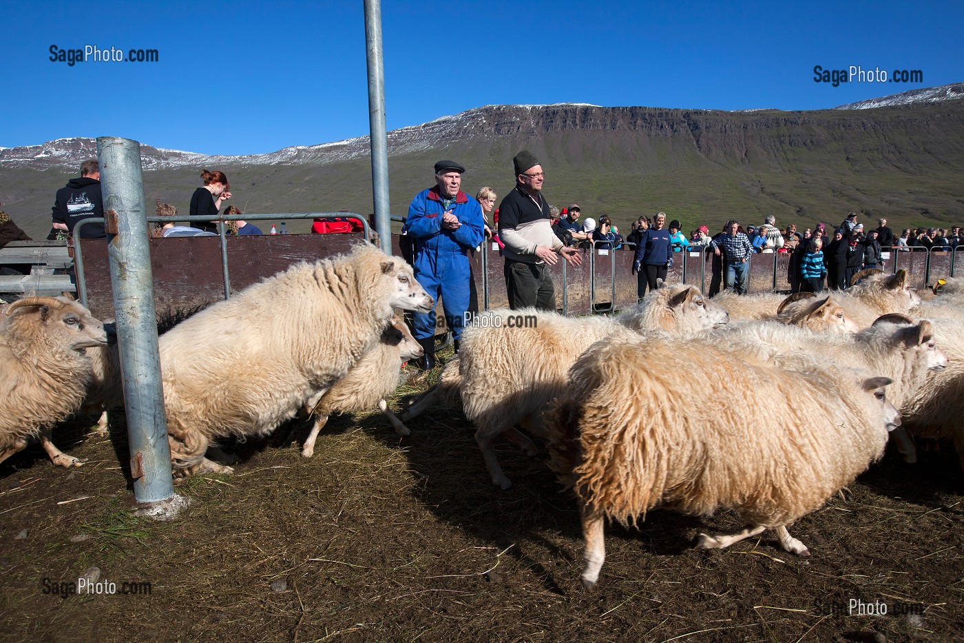 MOUTON ISLANDAIS ET SA LAINE, ISLANDE, EUROPE 
