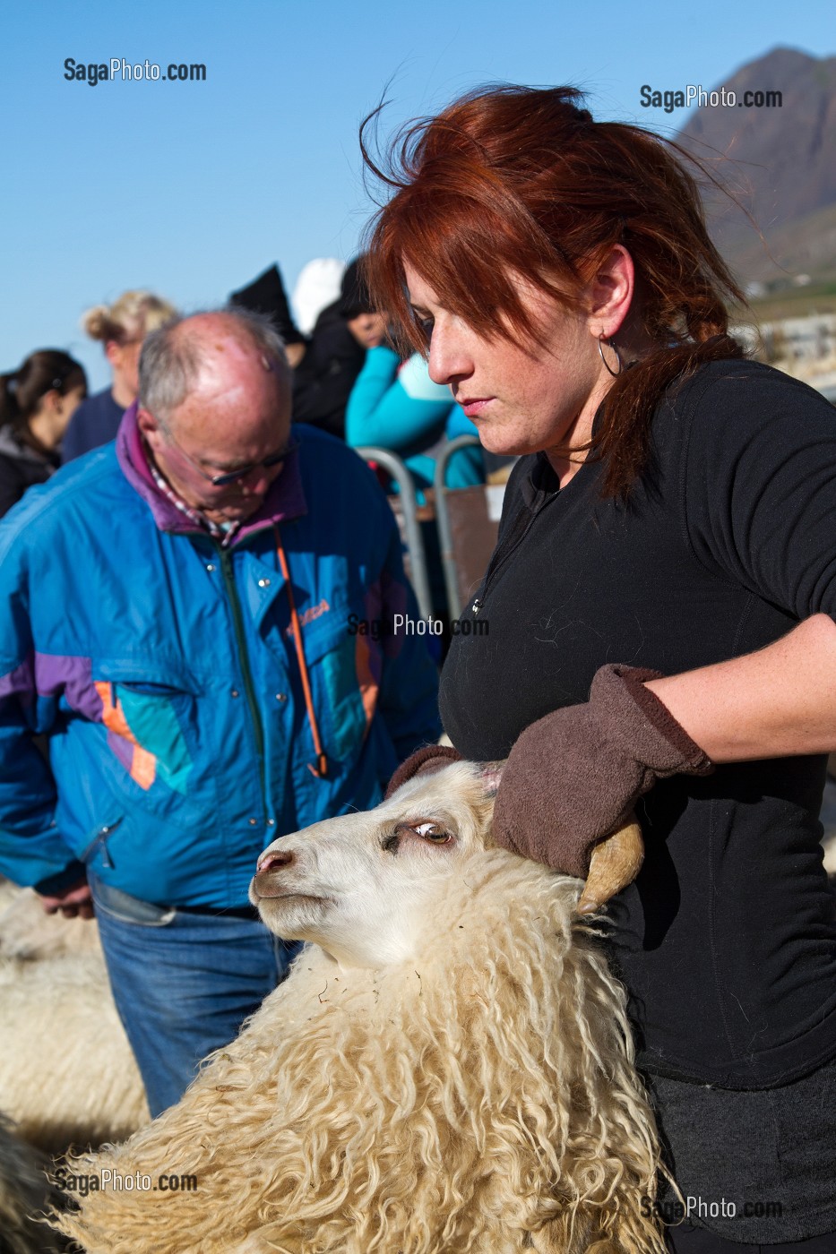 MOUTON ISLANDAIS ET SA LAINE, ISLANDE, EUROPE 