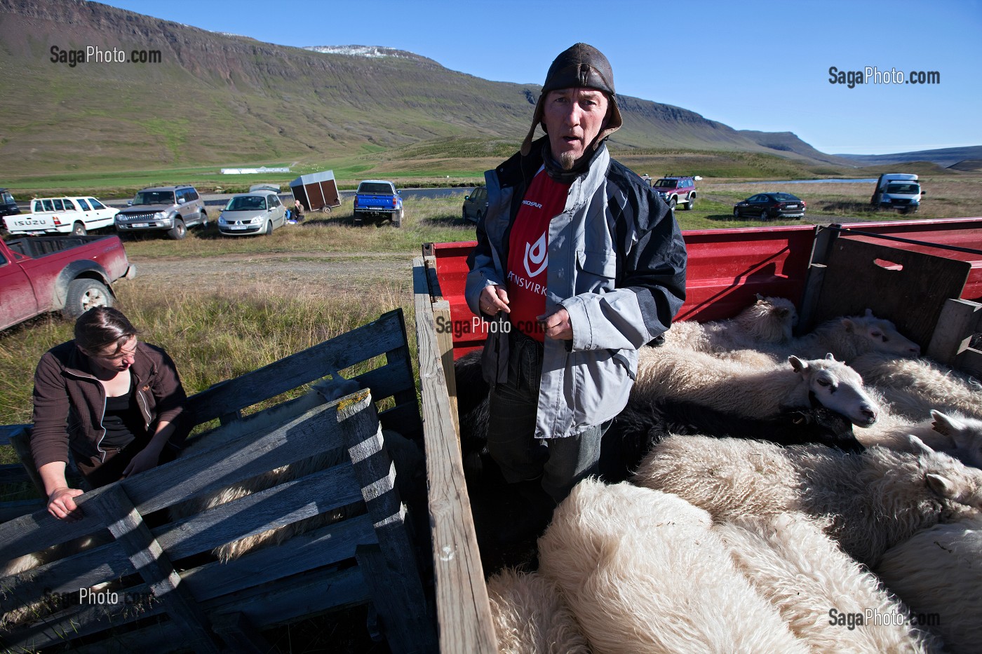MOUTON ISLANDAIS ET SA LAINE, ISLANDE, EUROPE 
