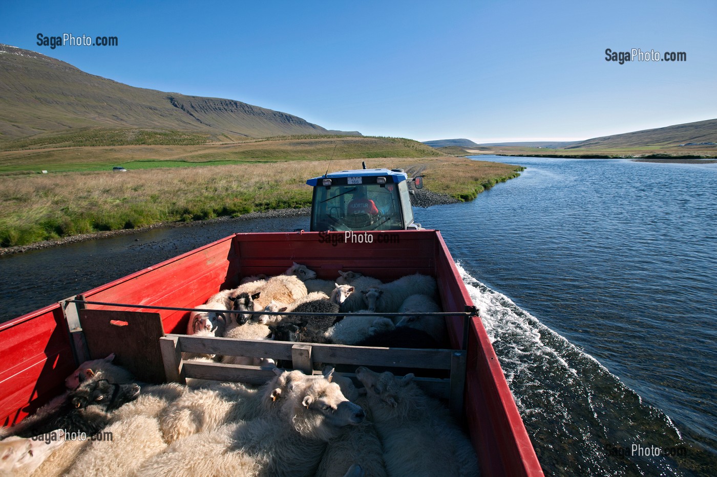 MOUTON ISLANDAIS ET SA LAINE, ISLANDE, EUROPE 