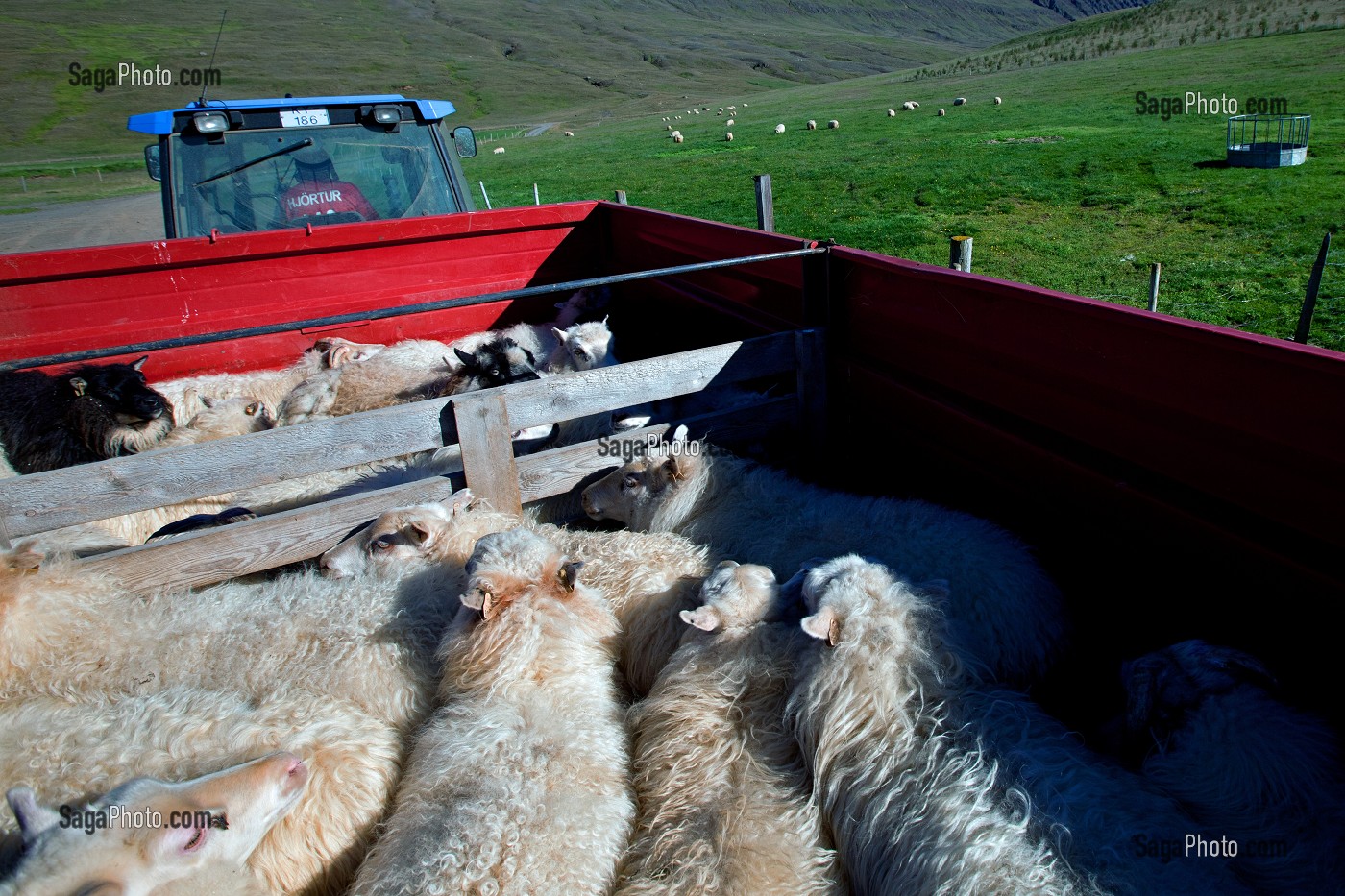 MOUTON ISLANDAIS ET SA LAINE, ISLANDE, EUROPE 