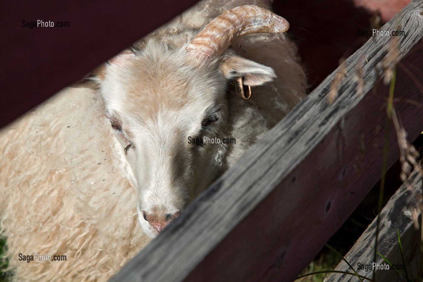 MOUTON ISLANDAIS ET SA LAINE, ISLANDE, EUROPE 