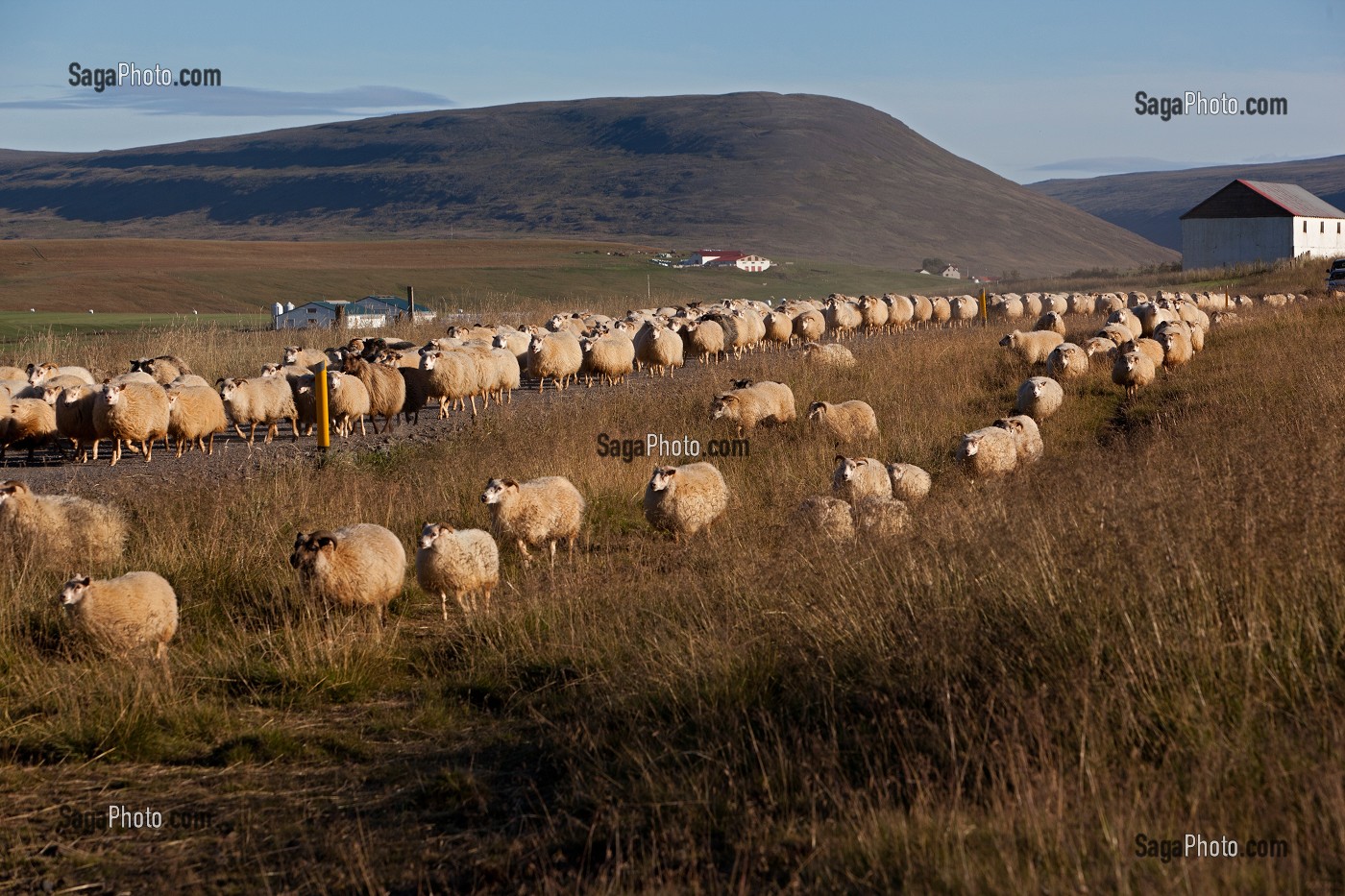 MOUTON ISLANDAIS ET SA LAINE, ISLANDE, EUROPE 