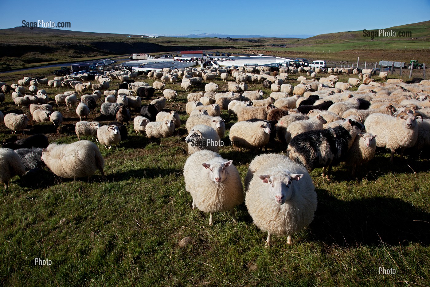 MOUTON ISLANDAIS ET SA LAINE, ISLANDE, EUROPE 