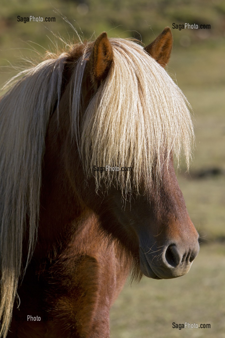 ELEVAGE DU CHEVAL ISLANDAIS, ISLANDE, EUROPE 