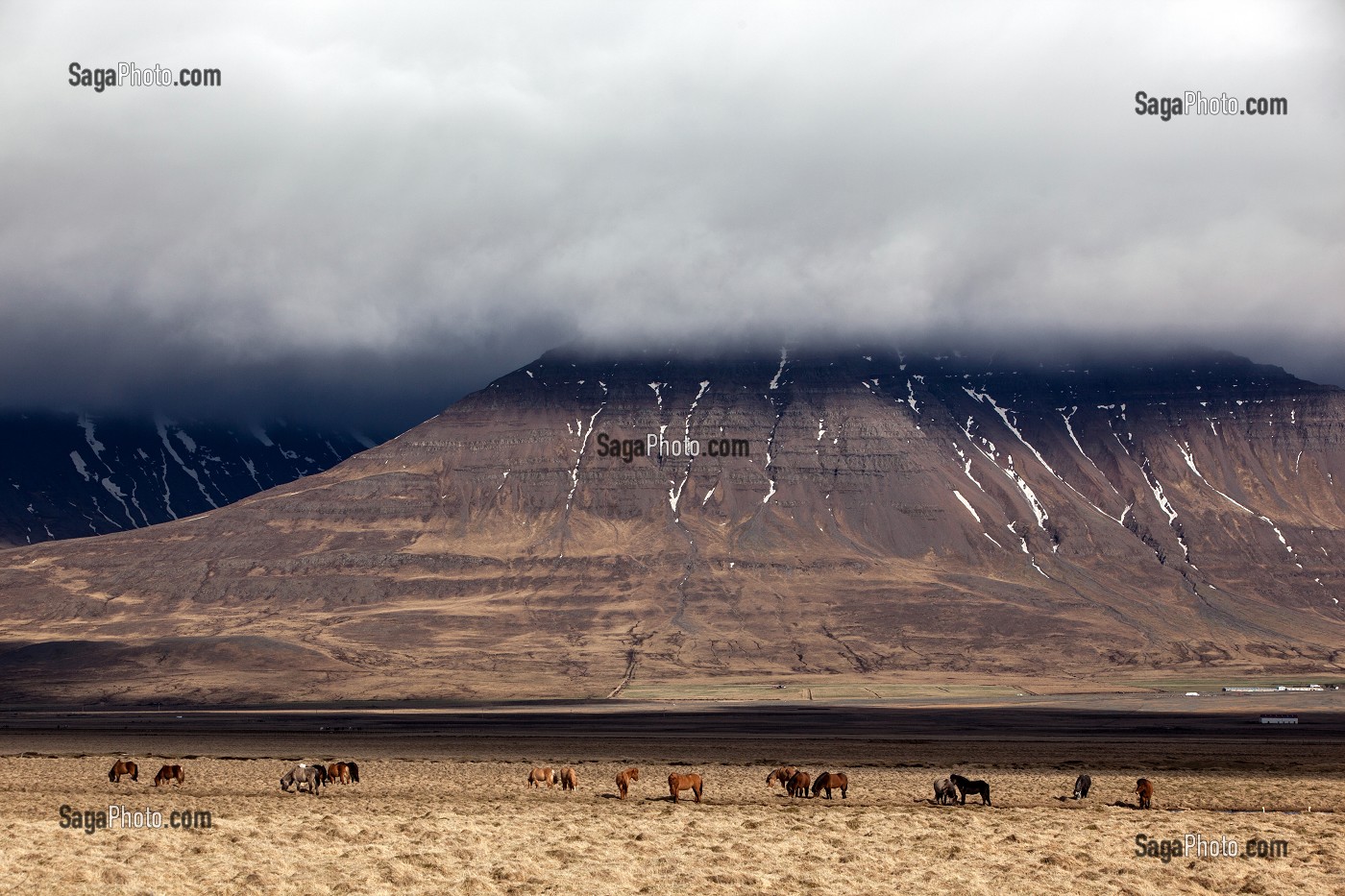 ELEVAGE DU CHEVAL ISLANDAIS, ISLANDE, EUROPE 