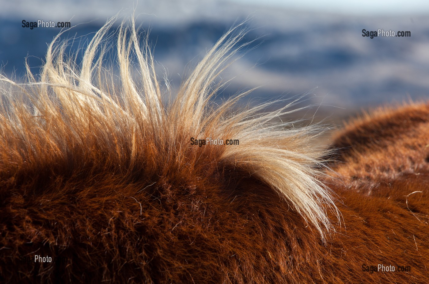 ELEVAGE DU CHEVAL ISLANDAIS, ISLANDE, EUROPE 