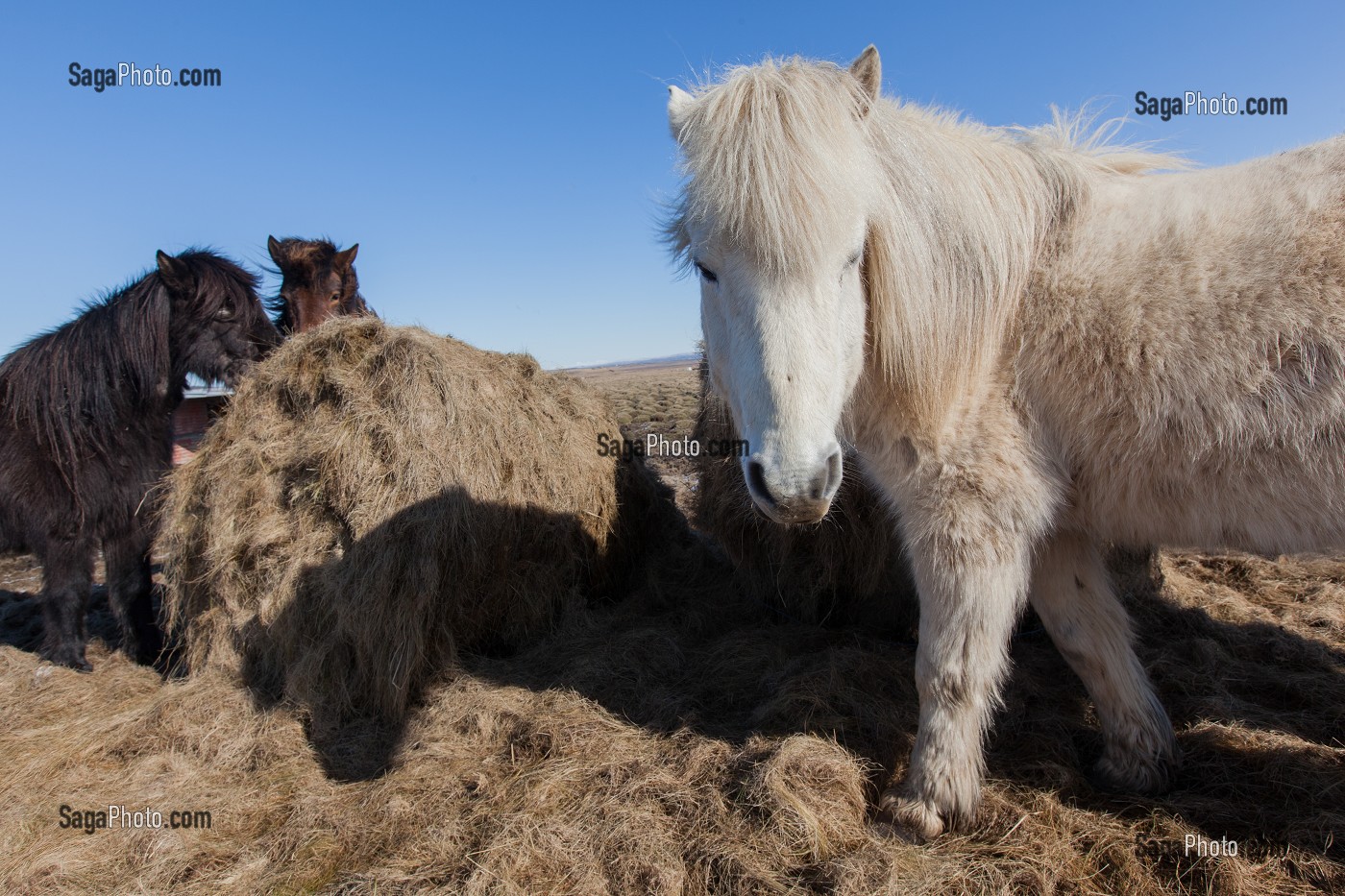 ELEVAGE DU CHEVAL ISLANDAIS, ISLANDE, EUROPE 