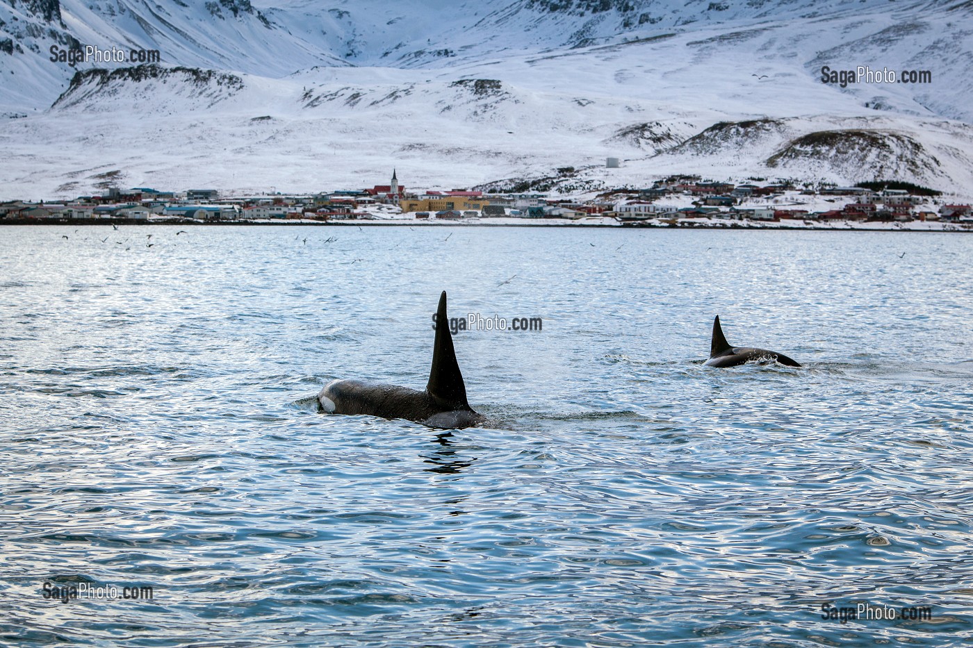 DECOUVERTE DE L’ISLANDE 